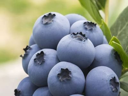盘点DHA蓝莓叶黄素酯软糖的三大功效及作用原理