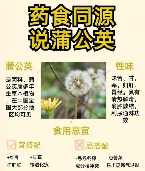 公英的功效与作用,你绝对想不到!