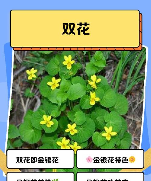 双花的功效与作用,让你健康又美丽!