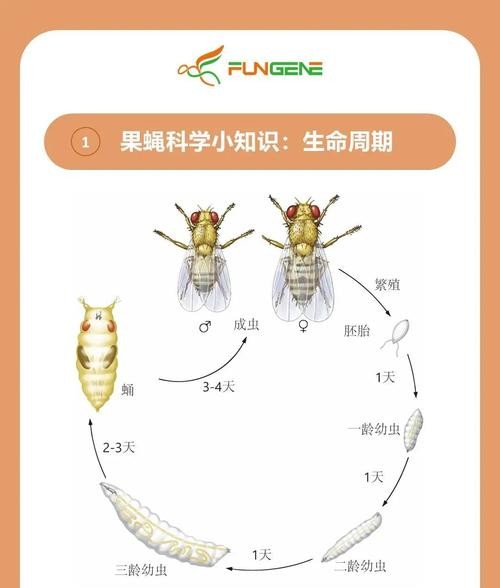 果蝇危害大揭秘！这些方法让你轻松摆脱困扰