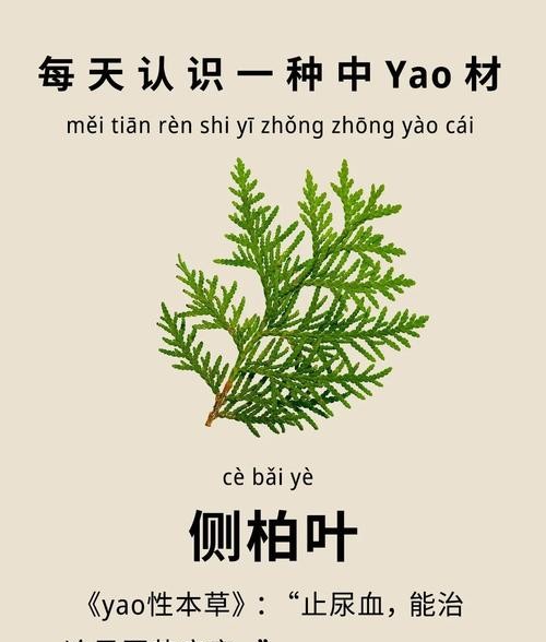 柏叶的功效与作用,养生达人都知道的神奇秘密!