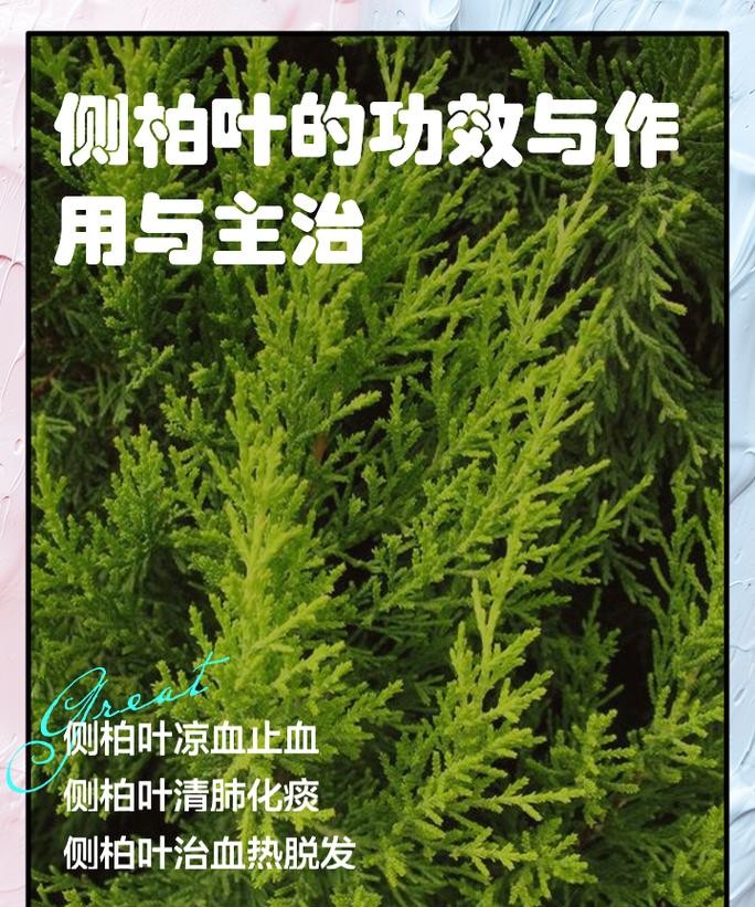 柏叶的功效与作用,养生达人都知道的神奇秘密!