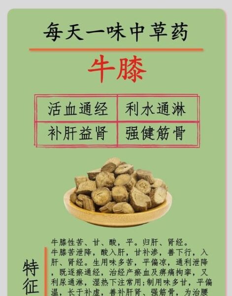 牛膝草的功效与作用：意想不到的养生奇效！