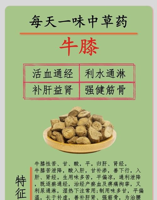 牛膝草的功效与作用：意想不到的养生奇效！