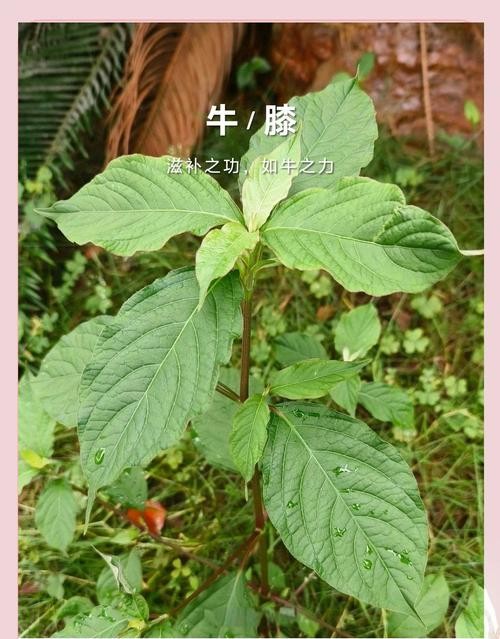 牛膝草的功效与作用：意想不到的养生奇效！