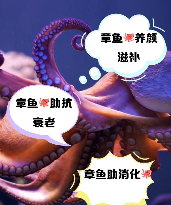 章鱼的功效与作用，你绝对想不到！