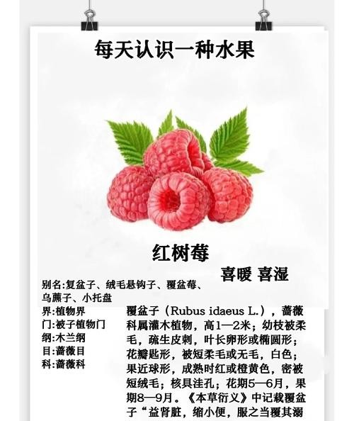 红树莓的功效与作用，让你健康美丽两不误！