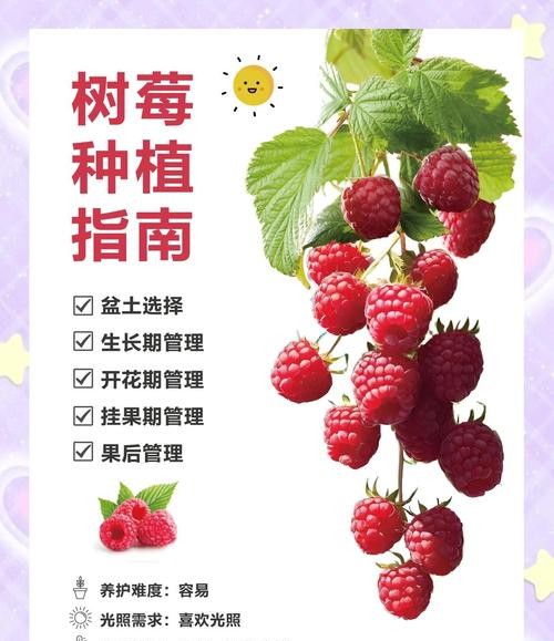 红树莓的功效与作用，让你健康美丽两不误！