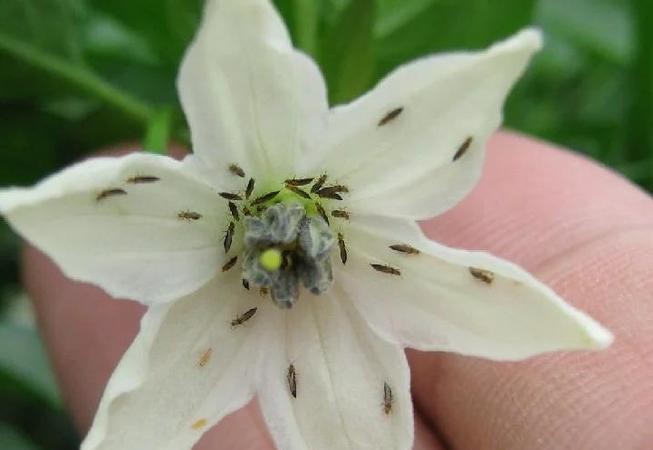 蓟马危害图片曝光!这些细节不注意,作物损失惨重