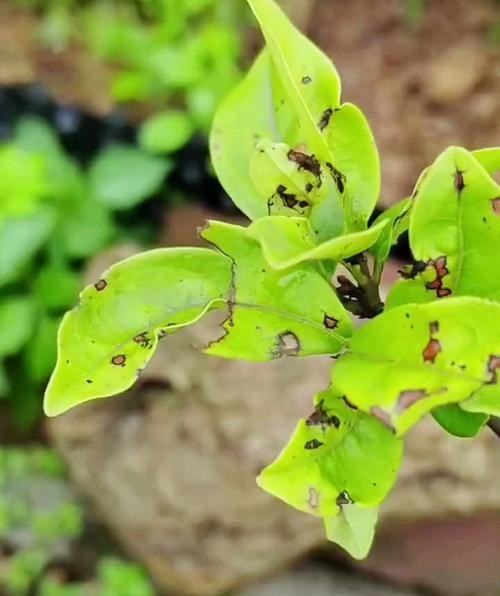 蓟马危害图片曝光!这些细节不注意,作物损失惨重