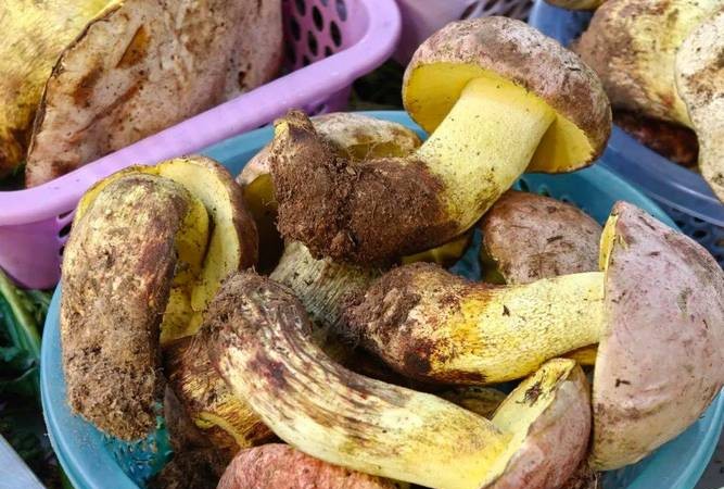 痛风患者必看！野生菌这样吃，痛风不再来