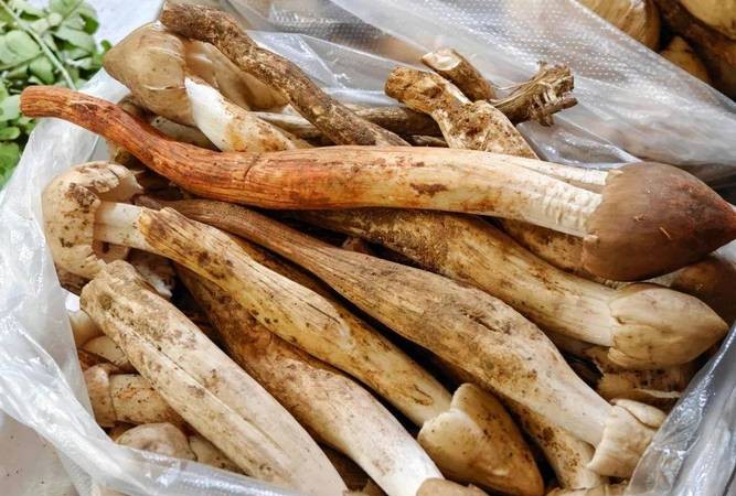 痛风患者必看！野生菌这样吃，痛风不再来