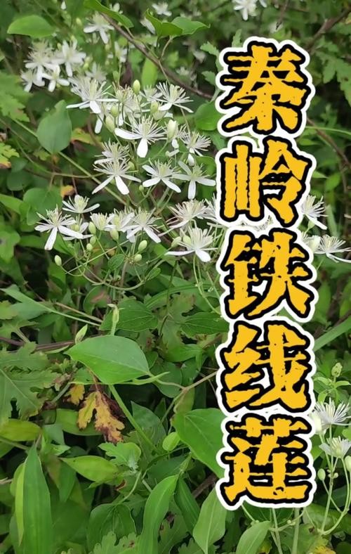 铁线莲的惊人功效与作用，美容养颜抗衰老的秘密武器