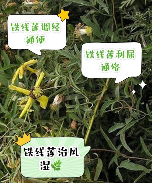 铁线莲的惊人功效与作用，美容养颜抗衰老的秘密武器