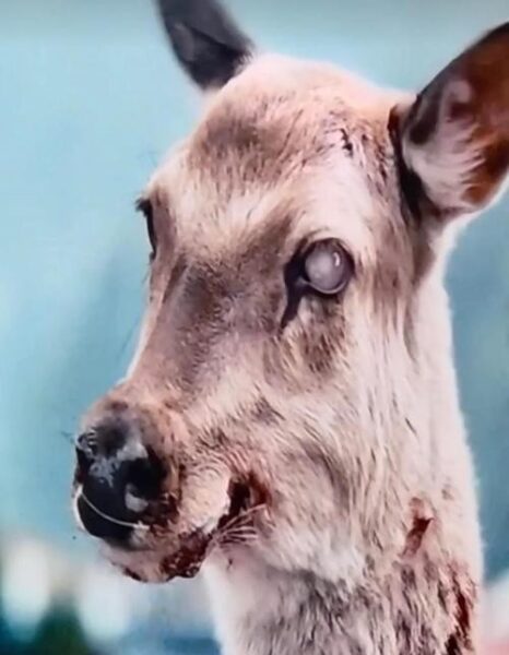 鹿危害：揭秘美丽外表下的生态杀手