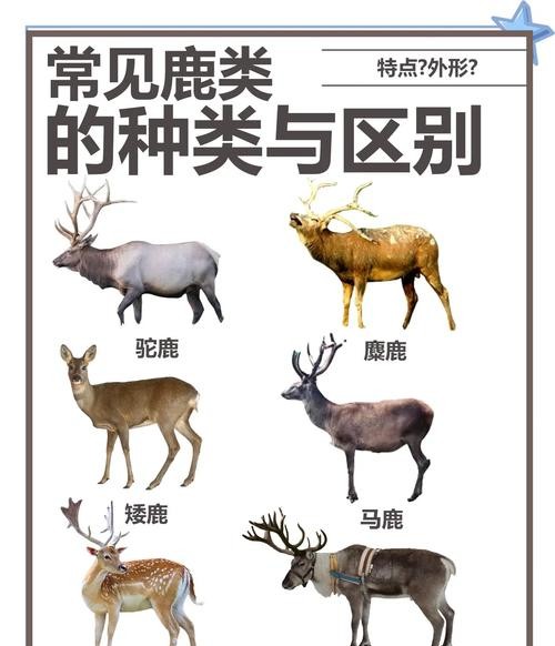 鹿危害:揭秘美丽外表下的生态杀手