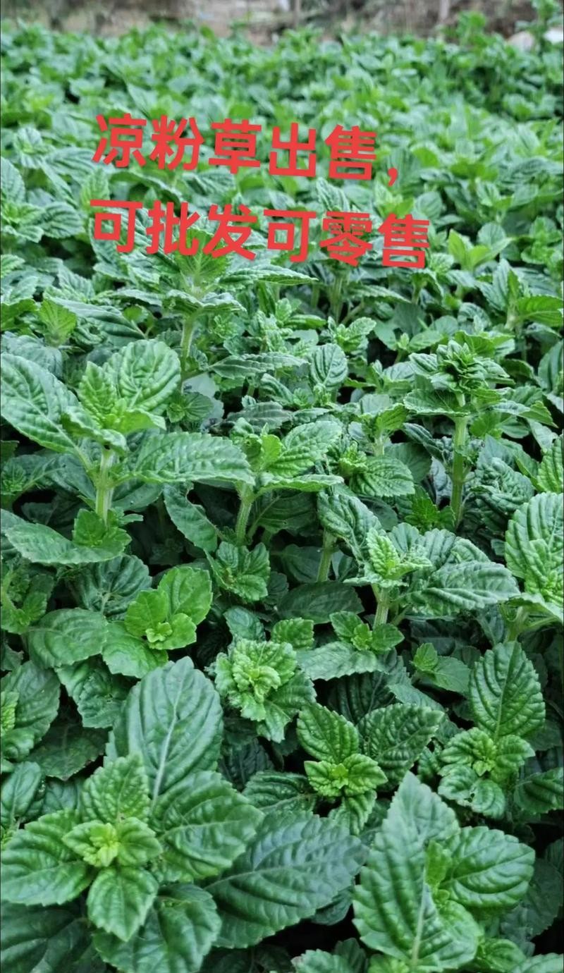 凉粉草的功效与作用，这些神奇效果你绝对想不到！