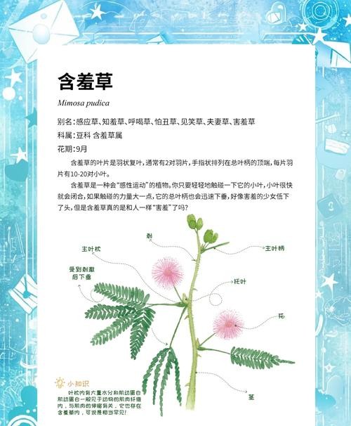 含羞草的功效与作用，这些神奇效果你一定不知道！