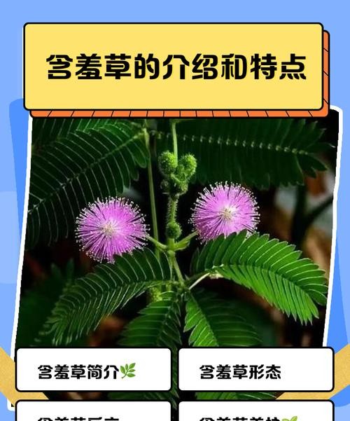 含羞草的功效与作用，这些神奇效果你一定不知道！