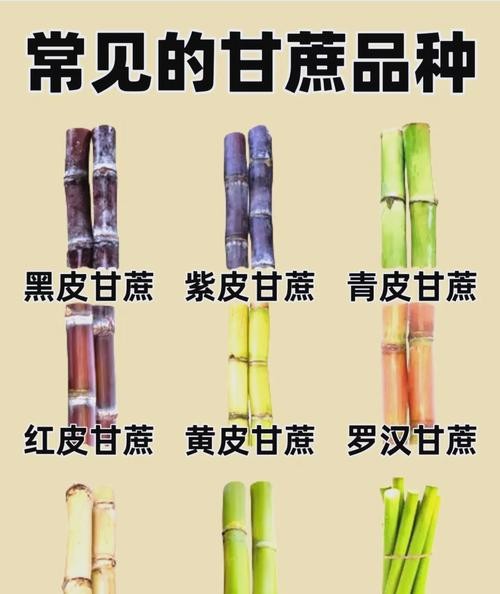 月经期间能吃甘蔗吗？专家解答让你意想不到！