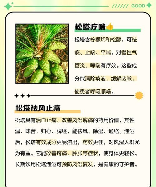 松塔的功效与作用，让你意想不到的养生秘密！