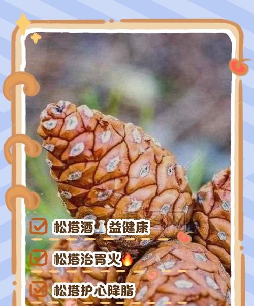 松塔的功效与作用，让你意想不到的养生秘密！