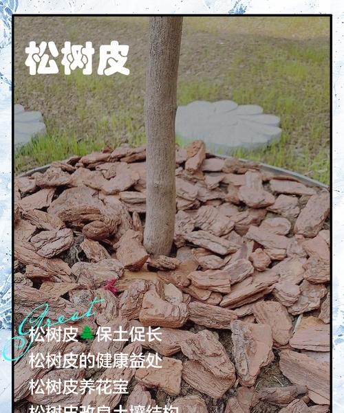 松树皮的功效与作用，这些惊人好处你一定不知道！