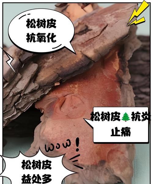 松树皮的功效与作用，这些惊人好处你一定不知道！