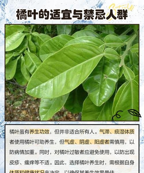 橘叶的功效与作用，这些神奇好处你一定不知道！