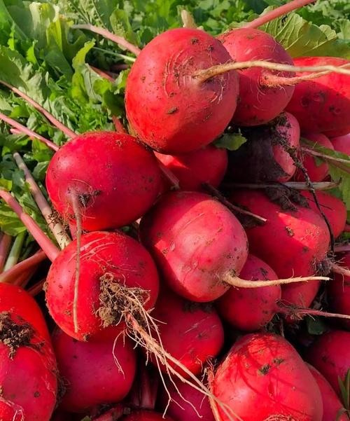 水萝卜的功效与作用，让你健康又美丽！