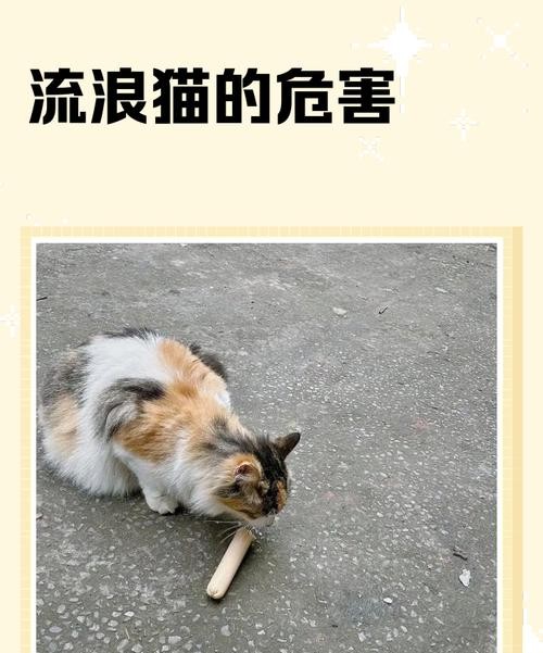 流浪猫危害有多大？这些真相让人震惊！
