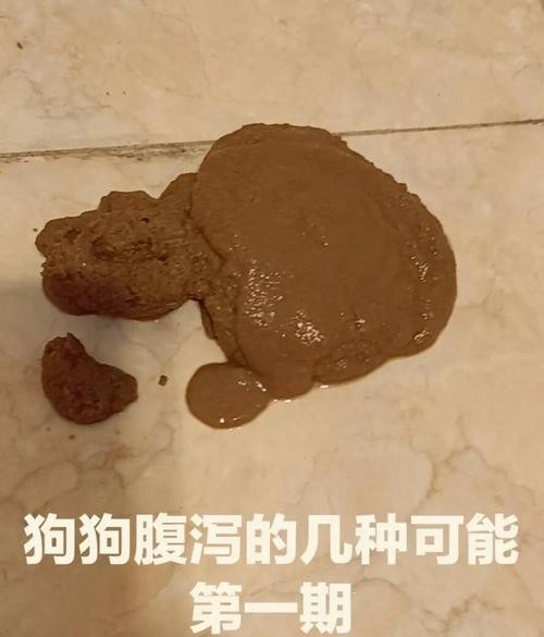 狗狗突然拉肚子？这5个原因和急救方法必须知道！