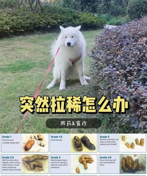 狗狗突然拉肚子？这5个原因和急救方法必须知道！