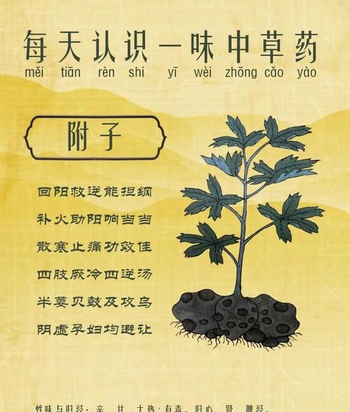 生附子的功效与作用，你了解多少？