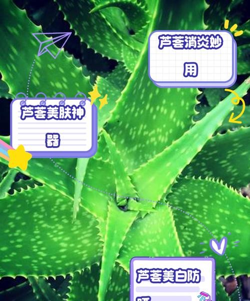 芦荟膏的惊人功效与作用，你绝对想不到！