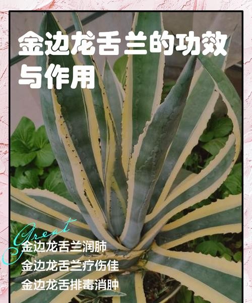 龙舌兰的惊人功效与作用，让你爱上这种神奇植物！